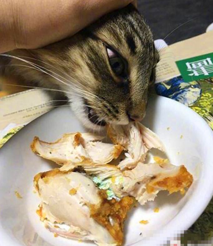 网络痴呆症的前兆